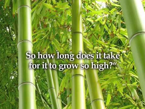 quick manifestation process of Chinese Bamboo Tree
